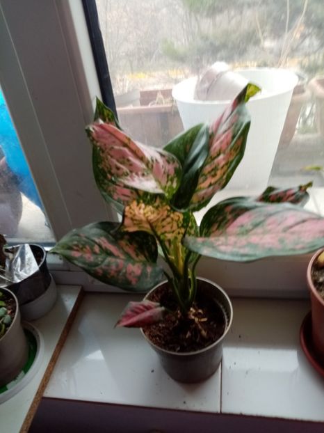  - Aglaonema- varietati