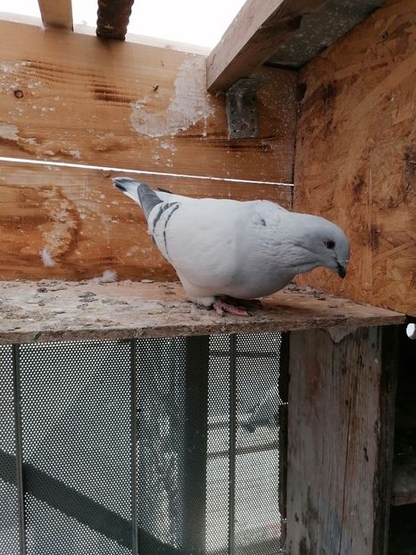 Pănoasa 2018 - Porumbei vrdf