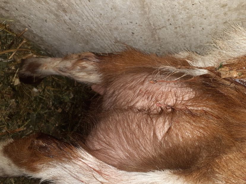  - capre bune de lapte 2013