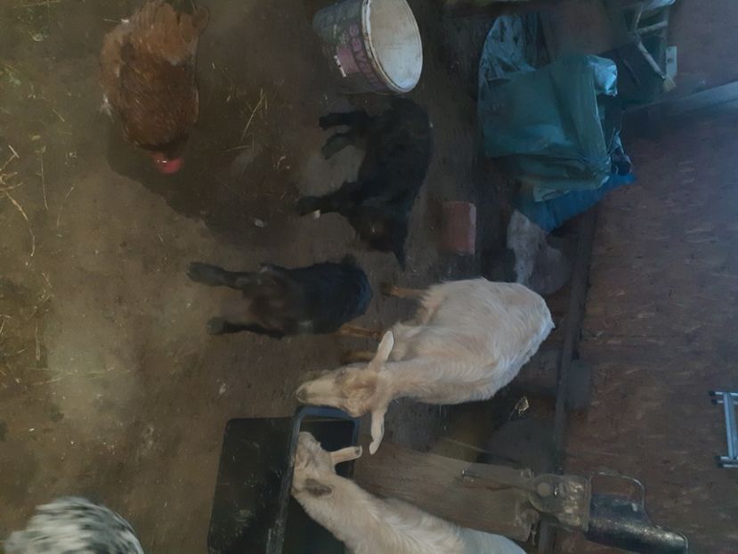  - capre bune de lapte 2013