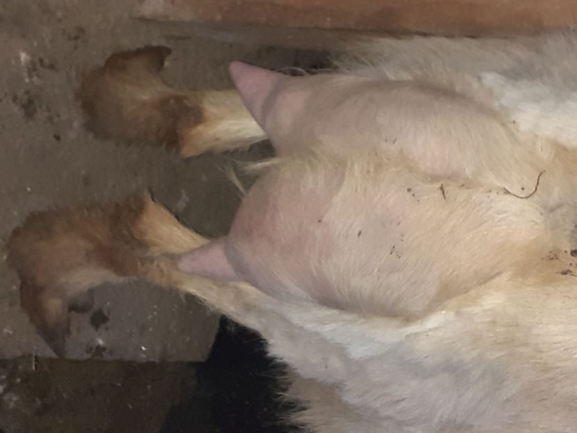  - capre bune de lapte 2013