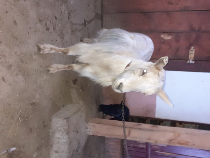  - capre bune de lapte 2013