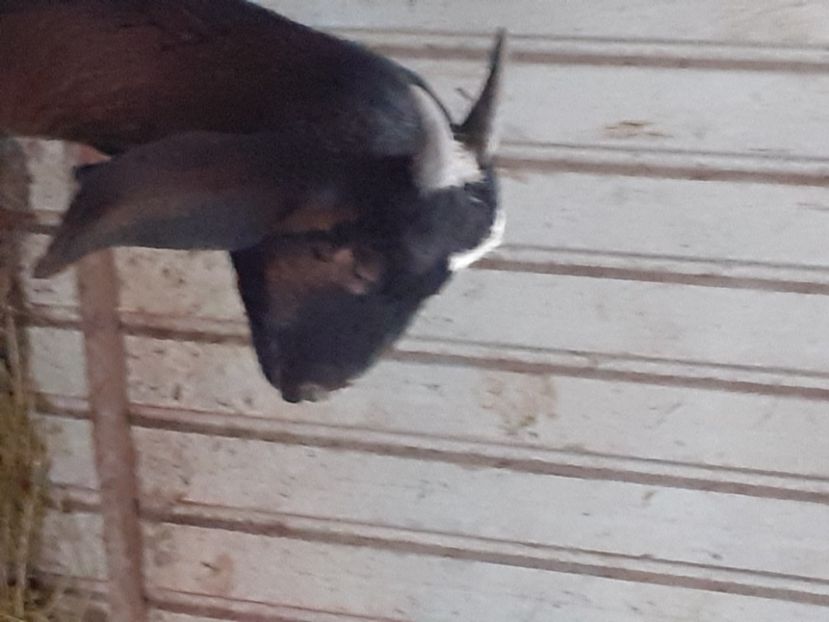  - capre bune de lapte 2013