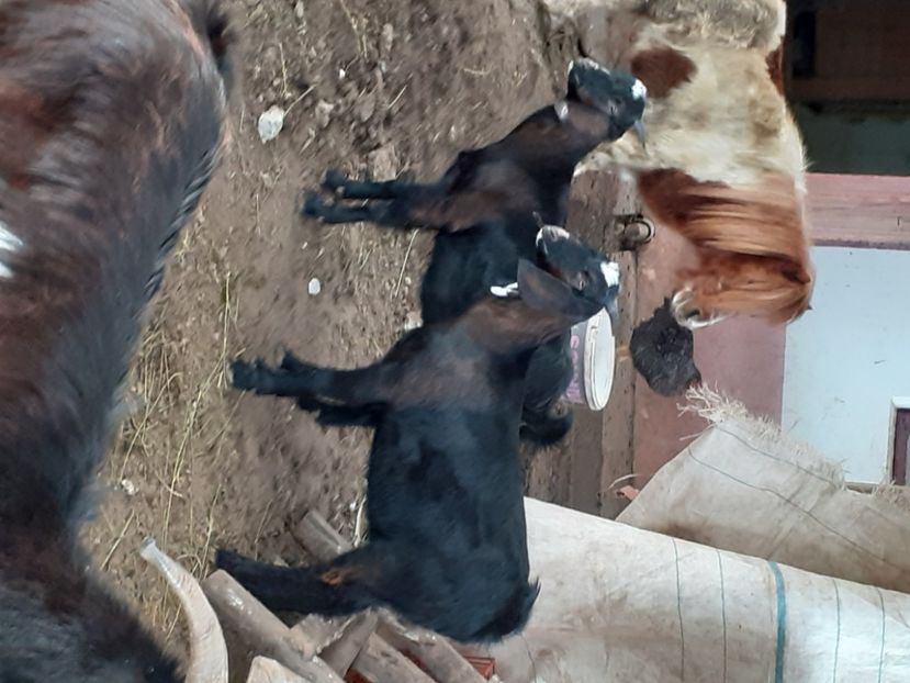  - capre bune de lapte 2013