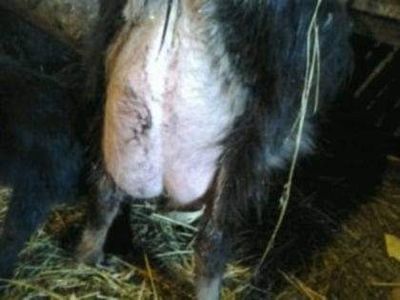 received_1030976407424065 - capre bune de lapte 2013