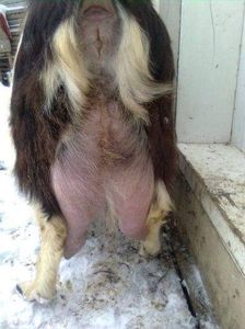 received_721752658712681 - capre bune de lapte 2013