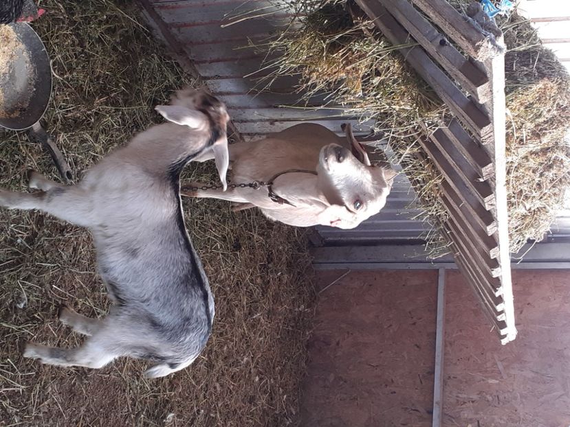  - capre bune de lapte 2013