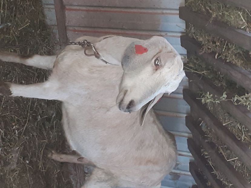  - capre bune de lapte 2013