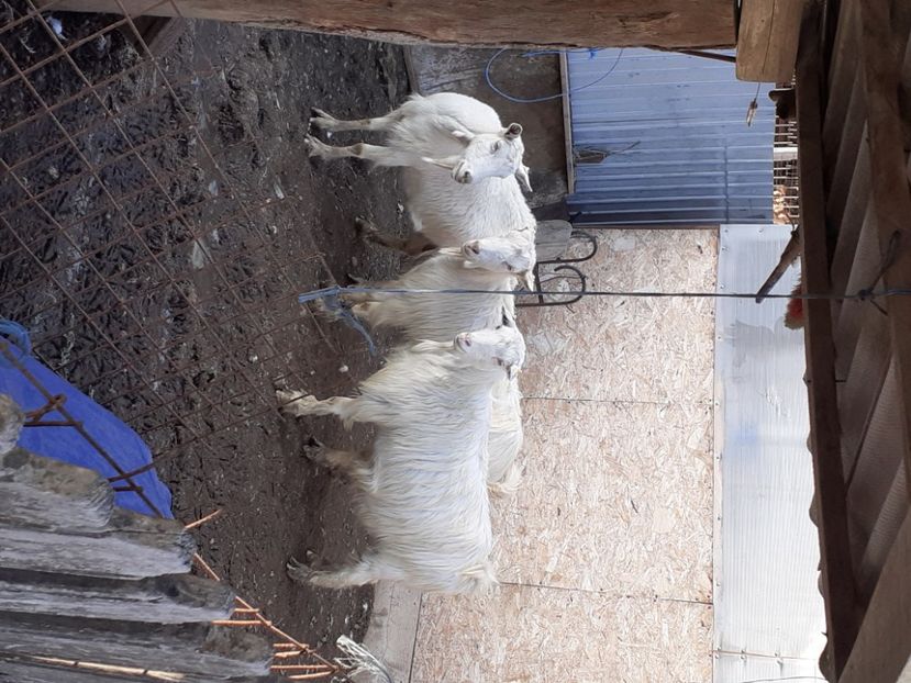  - capre bune de lapte 2013