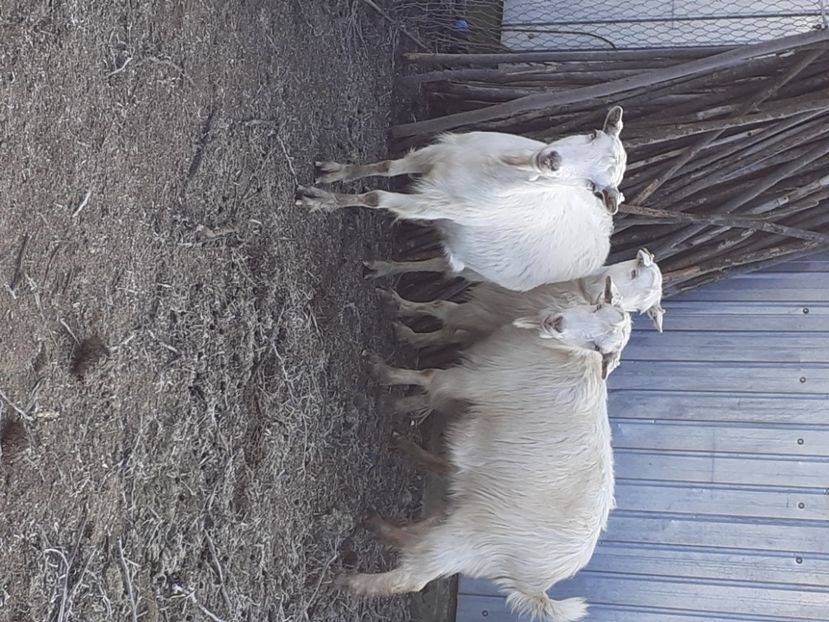  - capre bune de lapte 2013