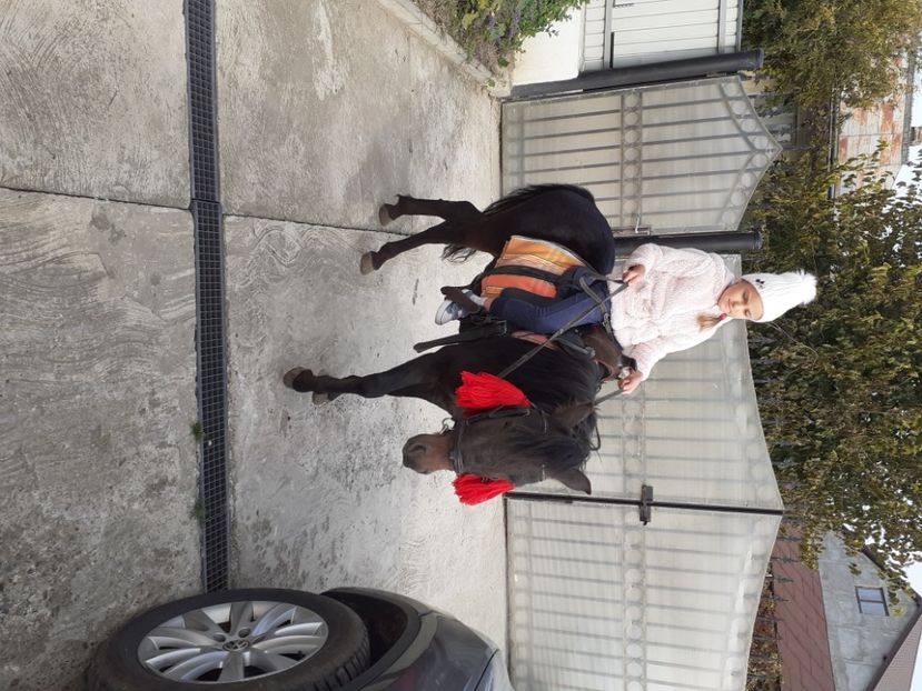 Băiatul armasar 3 ani - Ponei