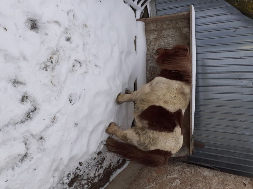 Felicia 10 ani - Ponei