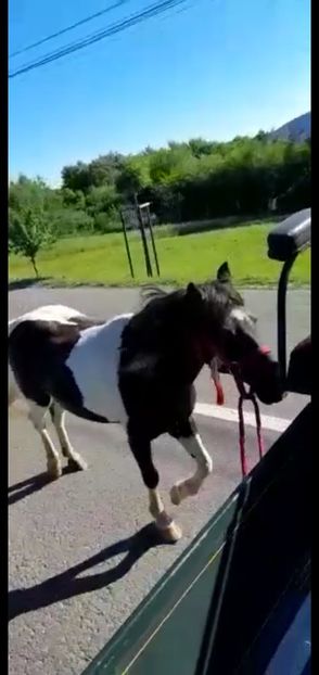 Sabrina 7 ani - Ponei