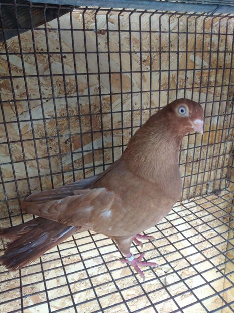 12553 mascul 2021 - Jucători de galați