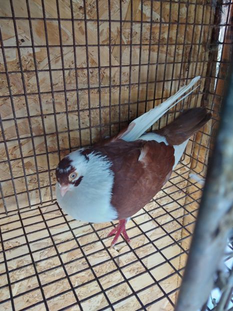 12466 mascul 2021 - Jucători de galați