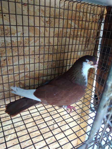 12434 mascul 2021 - Jucători de galați