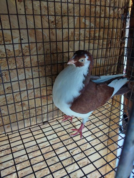 60 femela 2021 - Jucători de galați