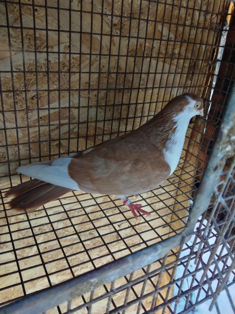 12498 mascul 2021 - Jucători de galați