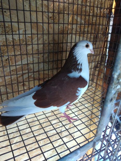 39397 mascul 2021 - Jucători de galați