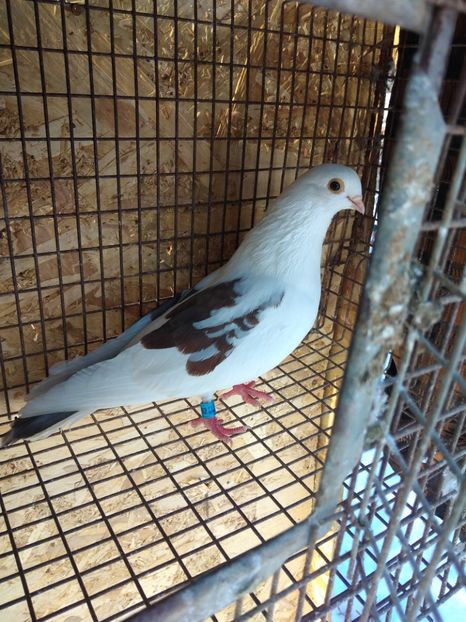 3939 mascul 2021 - Jucători de galați