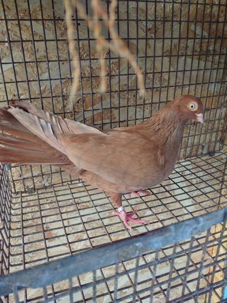 12493 femela 2021 - Jucători de galați