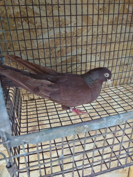 23489 mascul2021 - Jucători de galați