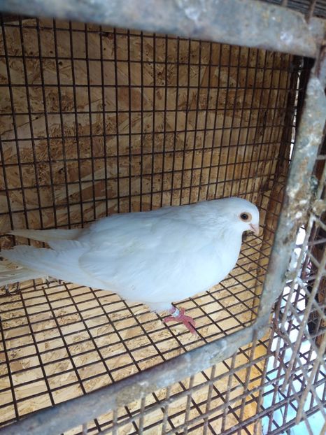 12692 mascul 2021 - Jucători de galați