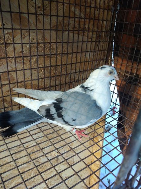 12680 femela 2021 - Jucători de galați