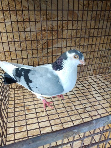 12677 mascul2021 - Jucători de galați