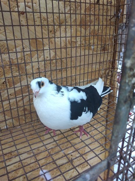 1808 femela 2017 - Jucători de galați