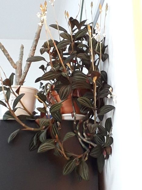 114864190 (2) - ludisia discolor