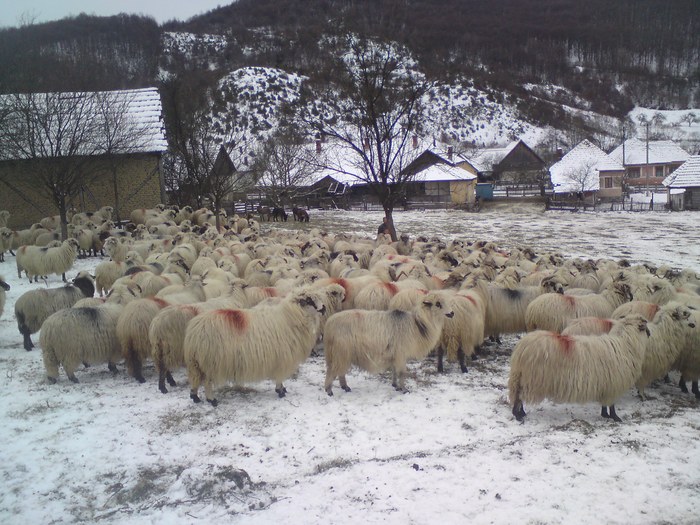 turma de oi; turma de oi iarna
