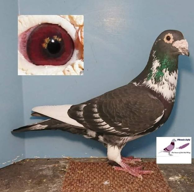  - Nu îmi aparțin 3