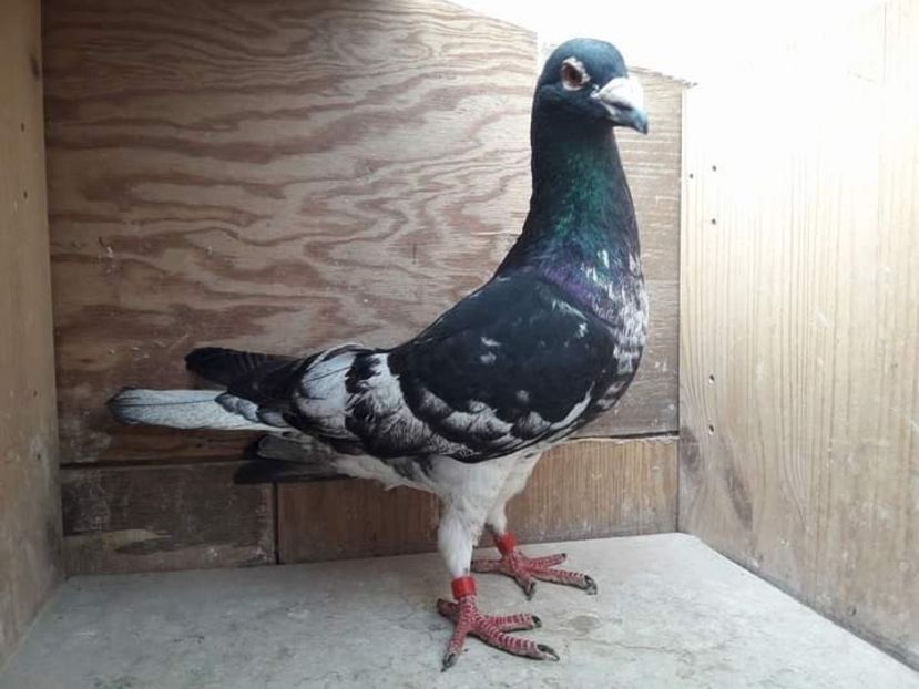  - Nu îmi aparțin 3