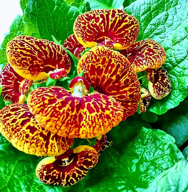  - Calceolaria