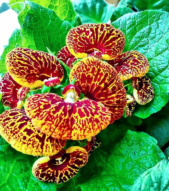  - Calceolaria