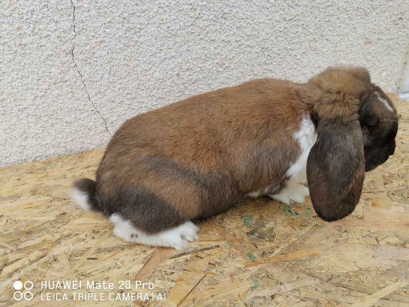  - MASCUL_5_THURINGER_MANTULAT