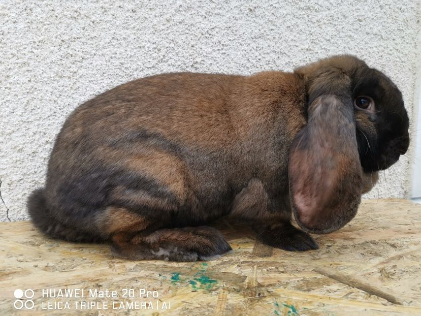  - FEMELA_9_THURINGER