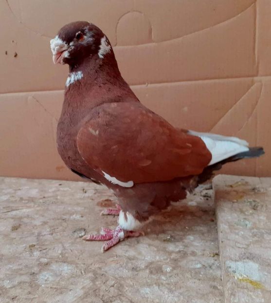 Mas 2016 - Matca AGH 2022