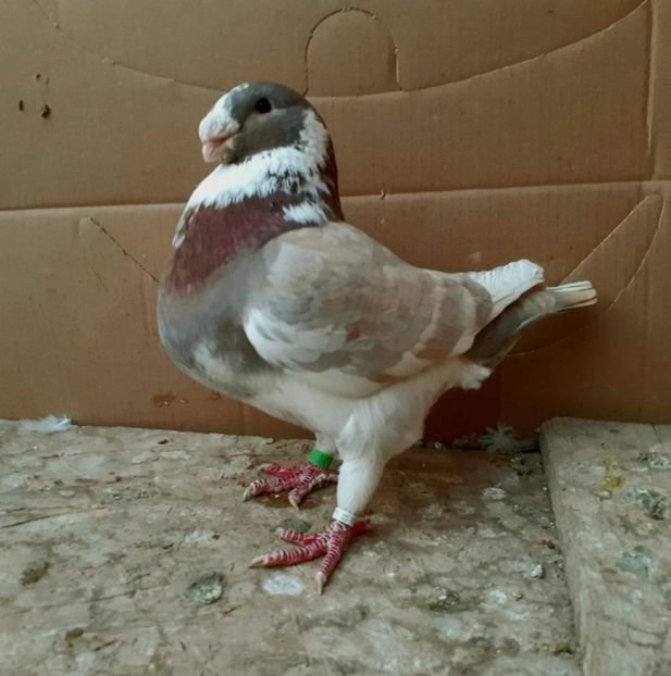 Mas 2021 - Matca AGH 2022