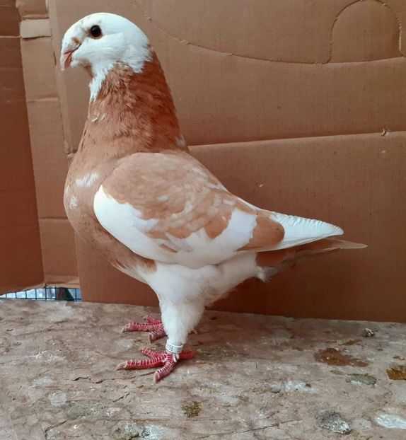 Fem 2021 - Matca AGH 2022