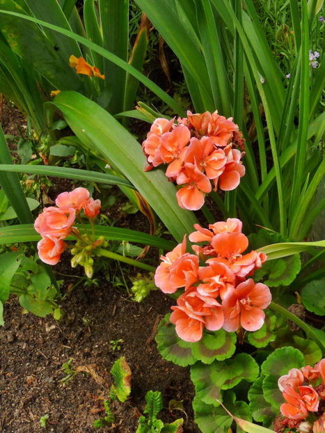  - Muscate - Pelargonium