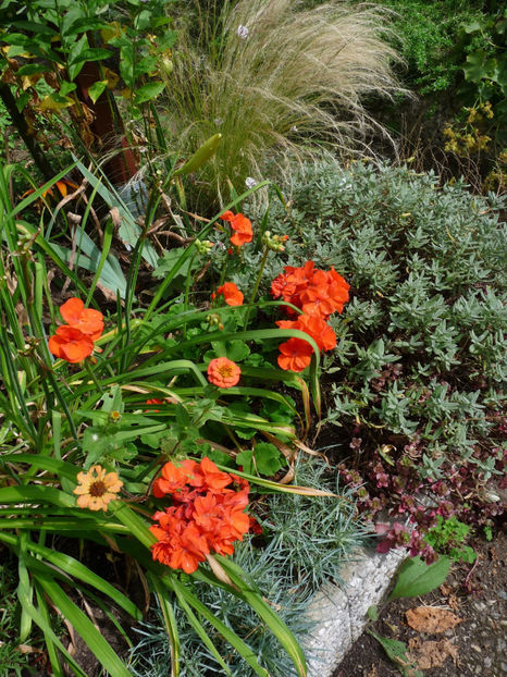  - Muscate - Pelargonium