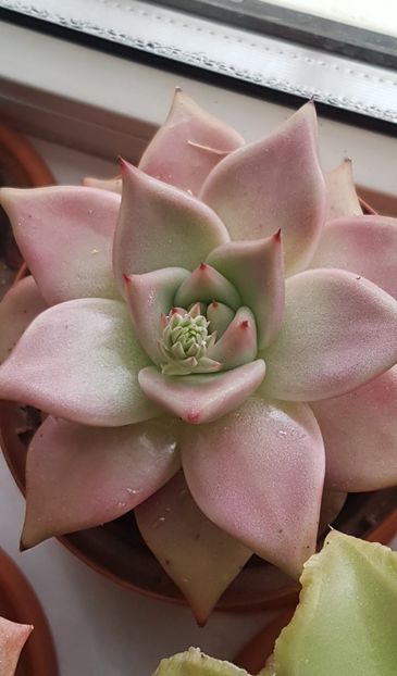 Echeveria agavoides Romeo Rubin infloreste prima data - Echeveria