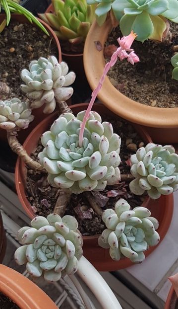 Echeveria Cuspidata Zaragoza din nou cu floricele - Echeveria