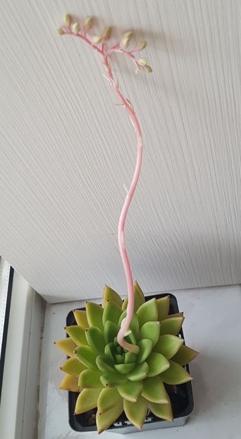 Echeveria agavoides - Echeveria