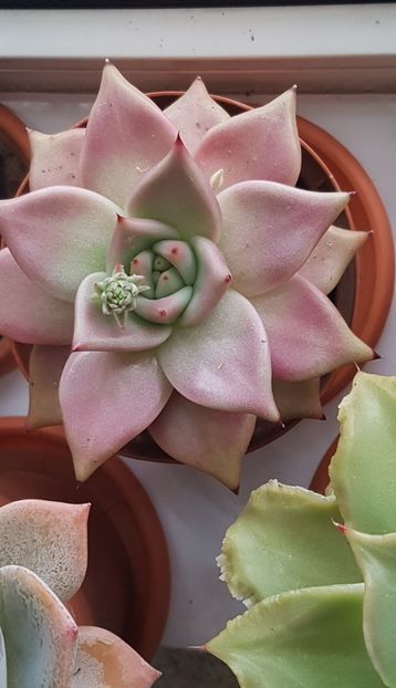 Echeveria agavoides Romeo Rubin - Echeveria