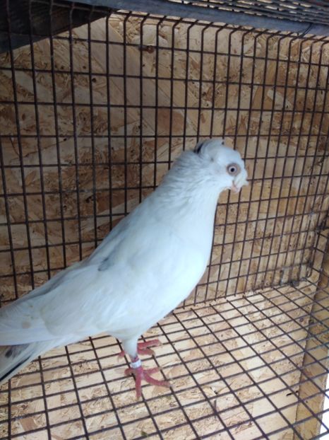 12543 mascul 2021 - Jucători bimotati de ardeal