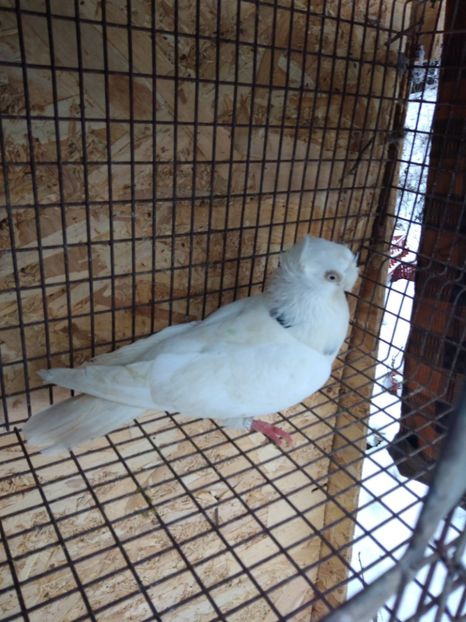 12546 femela 2021 - Jucători bimotati de ardeal