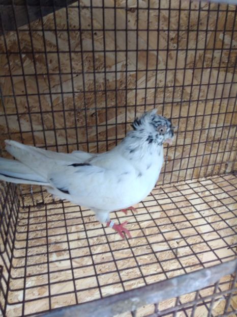 12365 femela 2021 - Jucători bimotati de ardeal